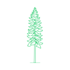 Plants False Hemlocks Chinese Douglas Fir Craft Design Svg File, Free Vectors File